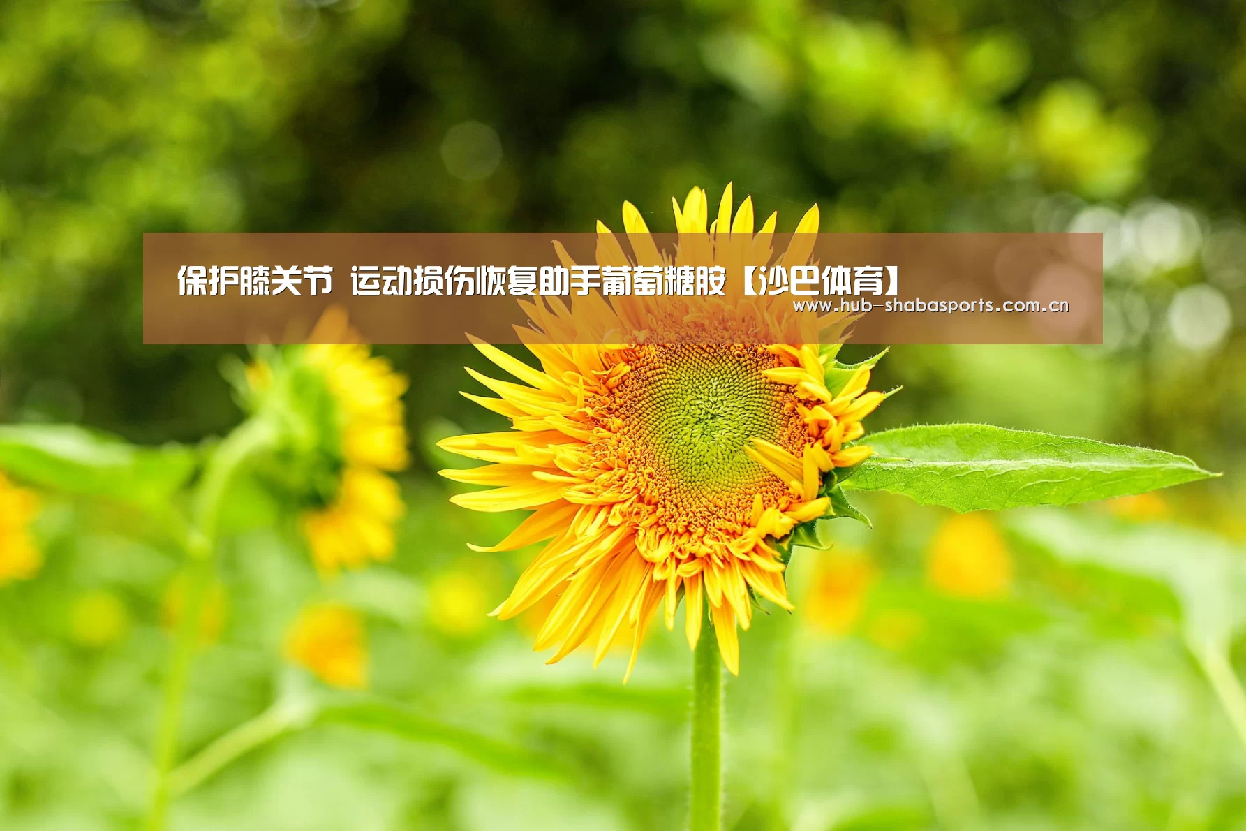 保护膝关节 运动损伤恢复助手葡萄糖胺【沙巴体育】